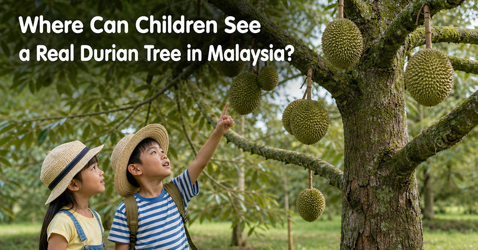 A girl and a boy in durian farm