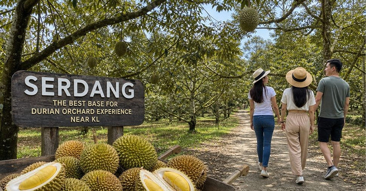 Durian Orchard Experience Selangor: Why Serdang Is the Best Base