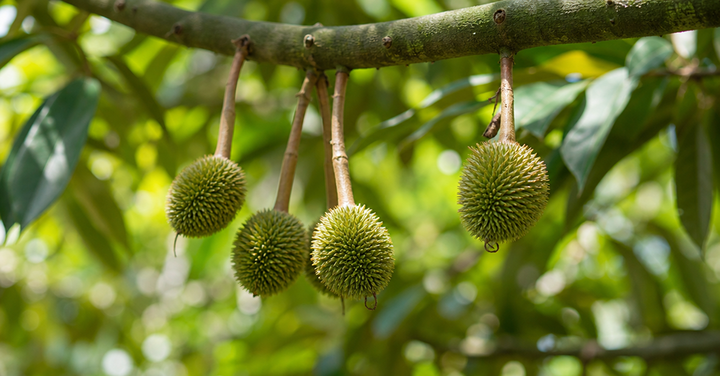 The Durian Nobody Eats — And Why It Became Malaysia's Most Precious Gift