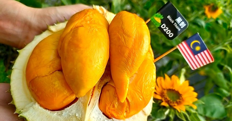 Black Thorn Durian: What It Is & What It Tastes Like