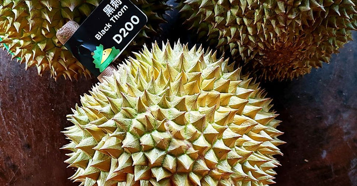 Black Thorn Durian: How to Identify, When to Find & Why It's So Expensive