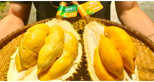 Musang King vs D24: Who Should Choose Which & How to Tell Them Apart