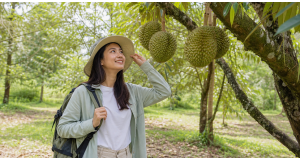 What to Wear to a Durian Orchard Visit in Malaysia