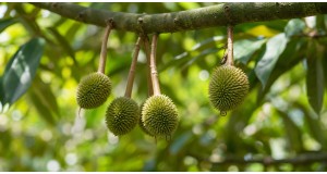 How Is Durian Grown? Inside a Malaysian Orchard