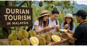 Durian Tourism Malaysia 2026: Why It's Booming