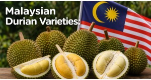 Durian Varieties Malaysia: The Essential Guide