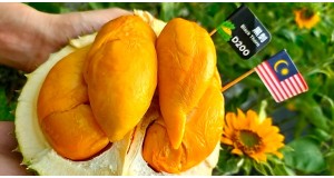 Black Thorn Durian: What It Is & What It Tastes Like