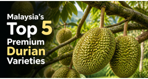 Malaysia's Top 5 Premium Durian Varieties