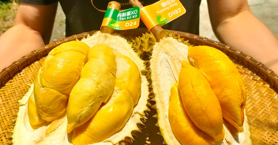 D197 and D24 durian fruit