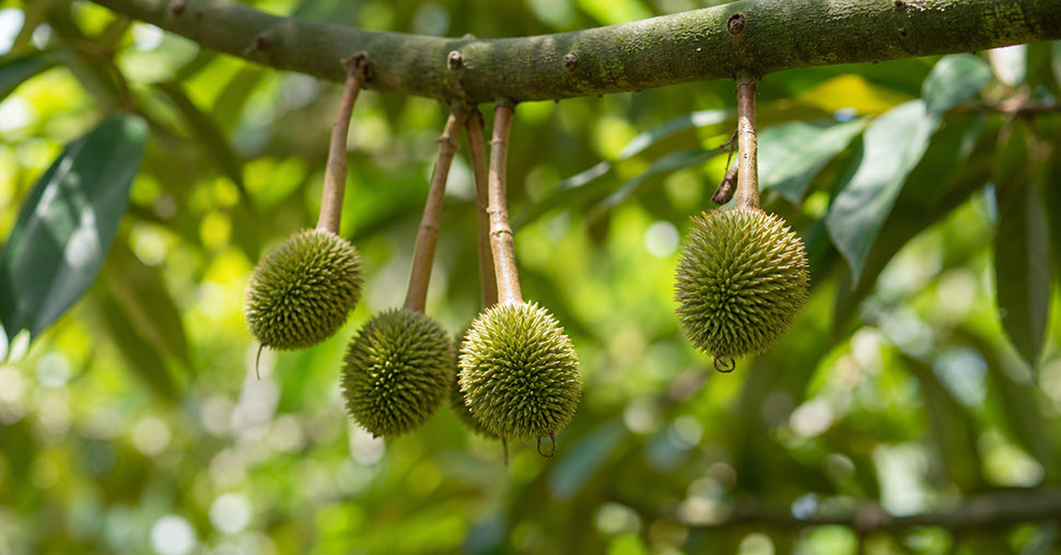 Small durian on tree