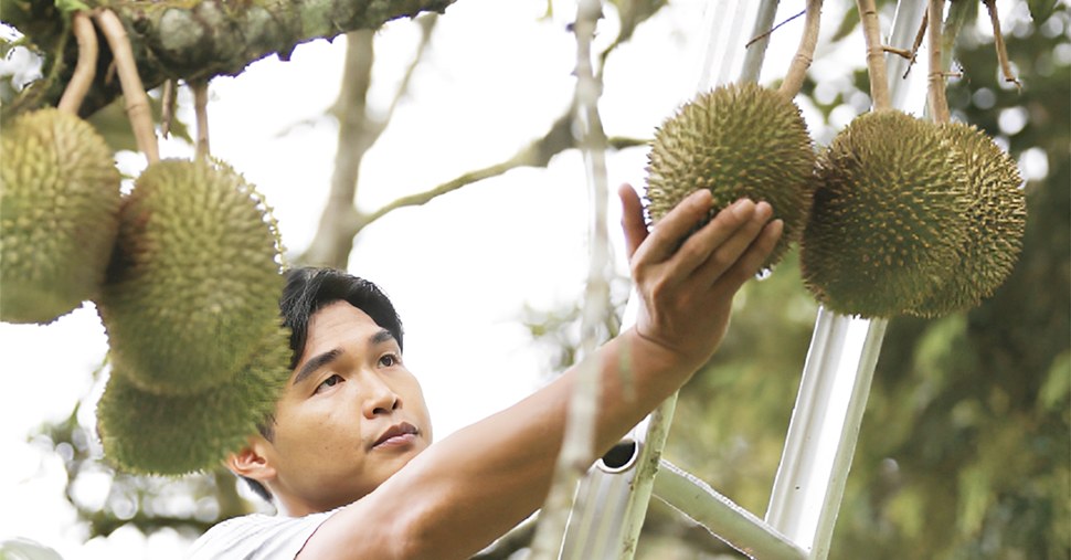 A man touching a durian that hanging on durian tree