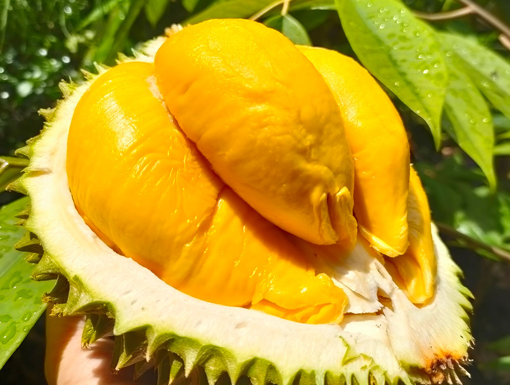 Opened durian with yellow flesh