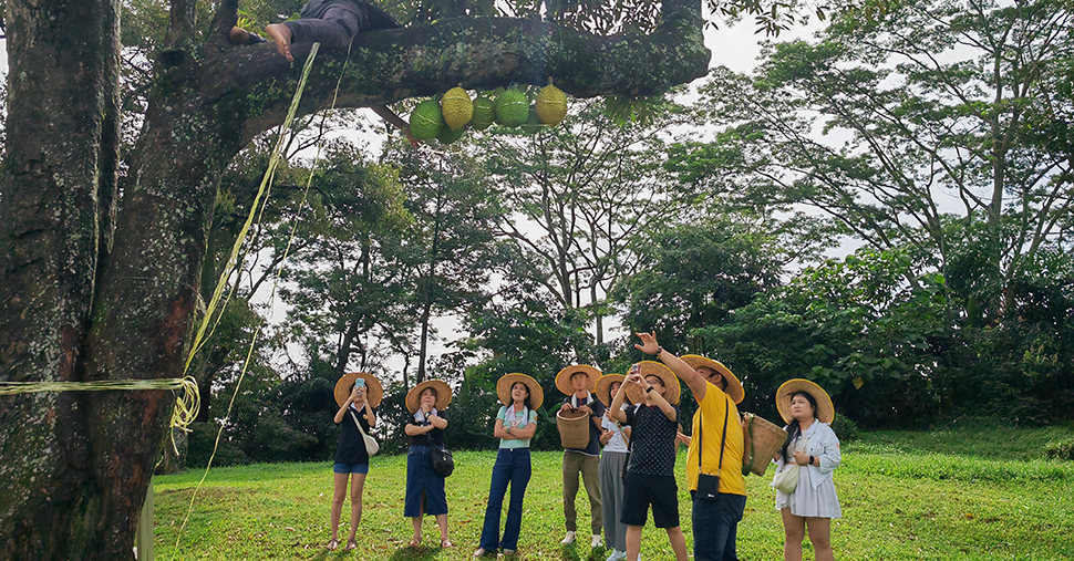 A group of people wearing hat in the durian farm