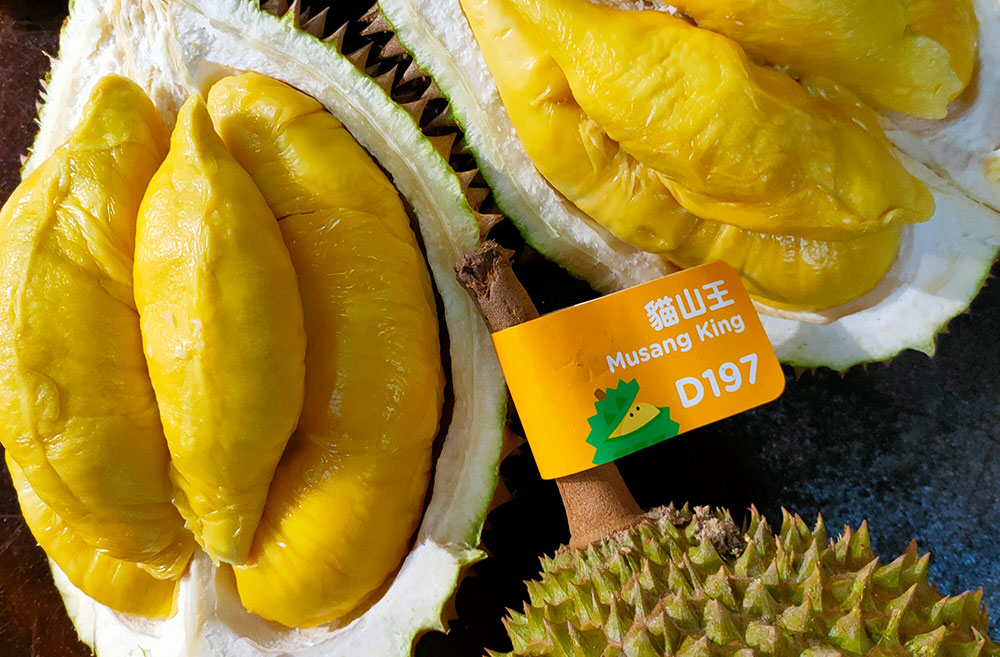 Opened two musang king durian with yellow flesh