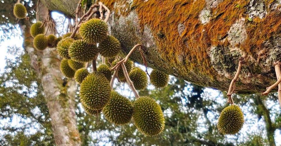 Baby durians on tree