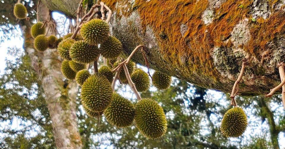 Small durians on tree