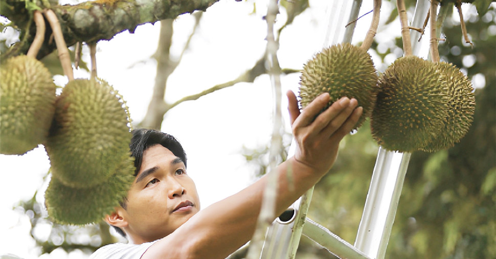 A man touching a durian on tree