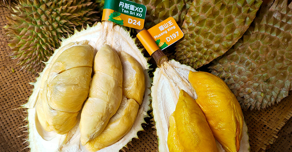 D197 and D24 durian fruit