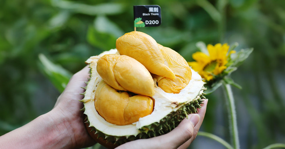 Hand holding a opened D200 Black Thorn durian