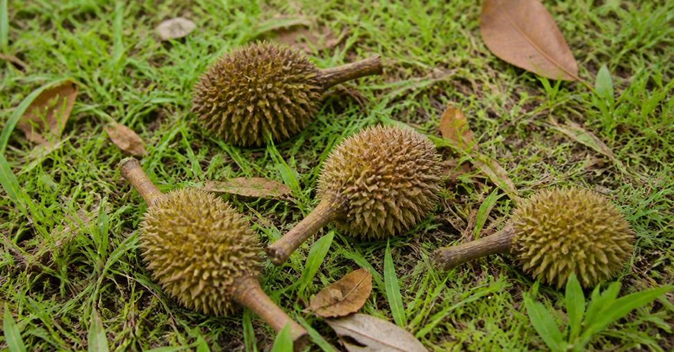 fallen baby durian