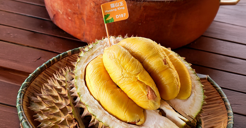Musang King durian with golden yellow flesh