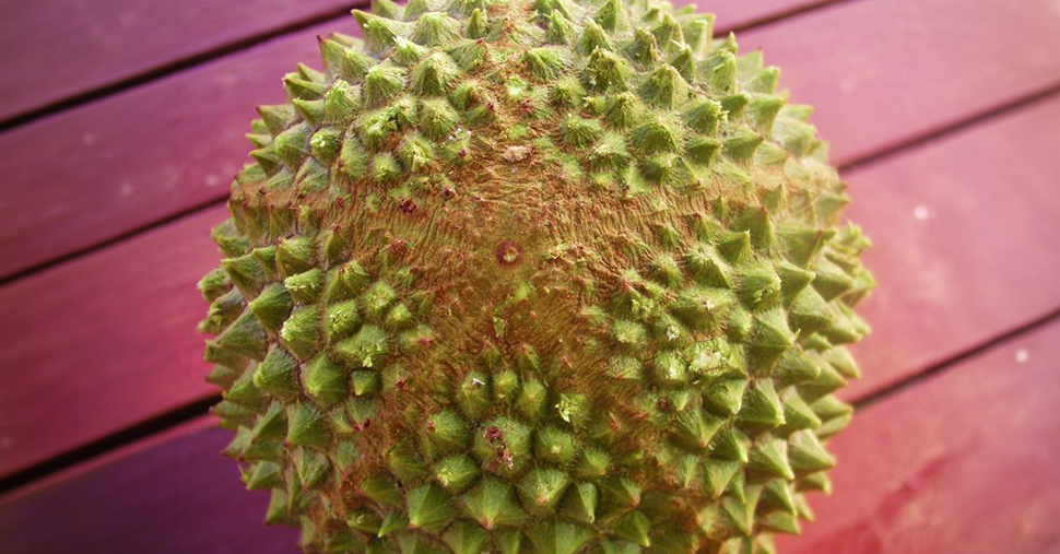 Musang King durian with significant five star base