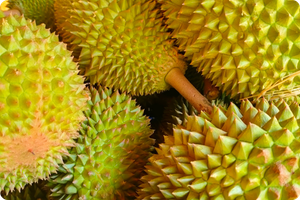 Musang King Thorn Structure