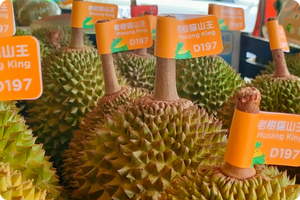 Musang King Stem Test
