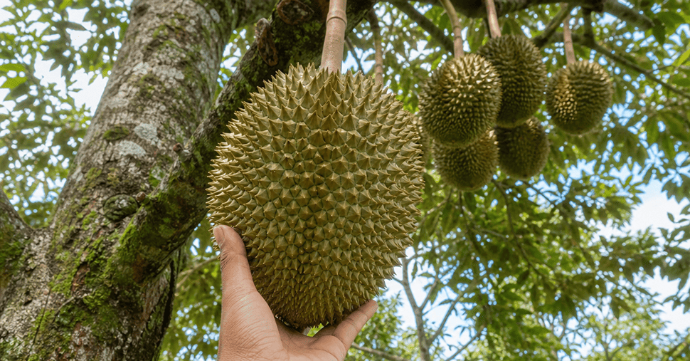 Fruitful durian tree and a hand touching durian
