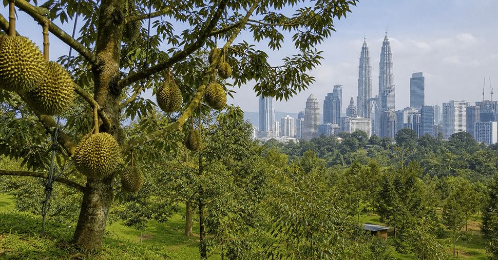 durian farm and KLCC