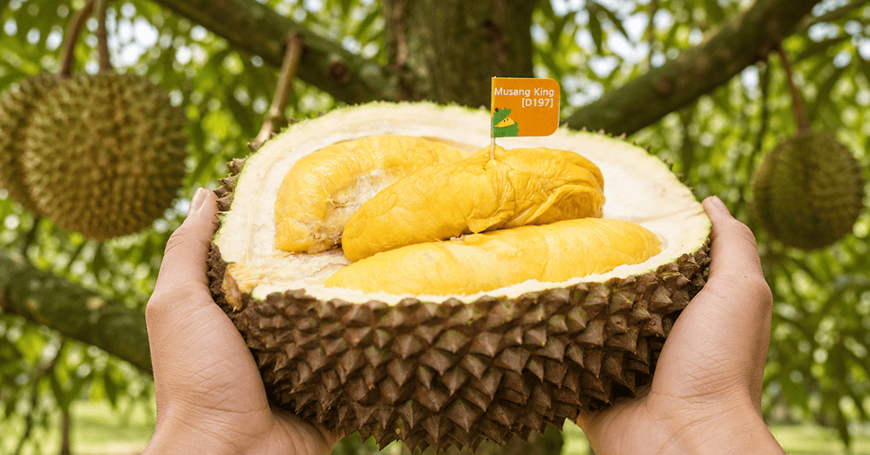 Hands holding musang king friut