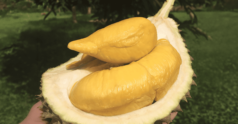 A opened durian with golden yellow flesh