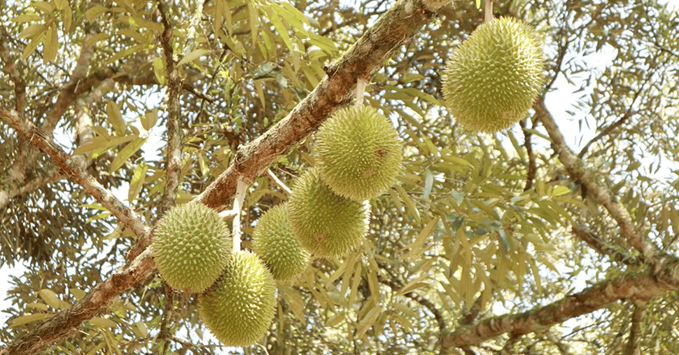 Durian tree with few durian fruit
