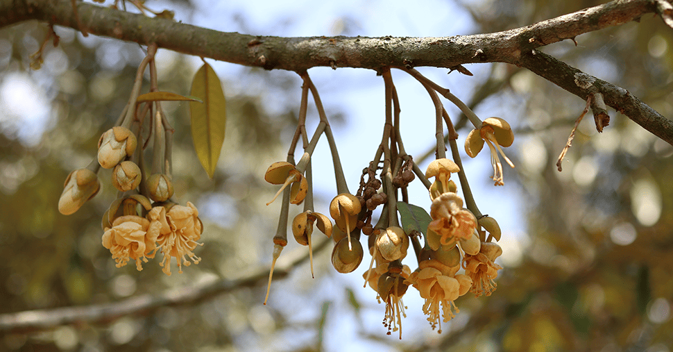 Durian tree with durian flower