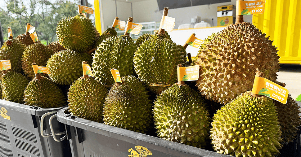 Full basket of musang king durian fruits