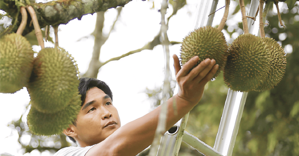 A man touching a durian on tree