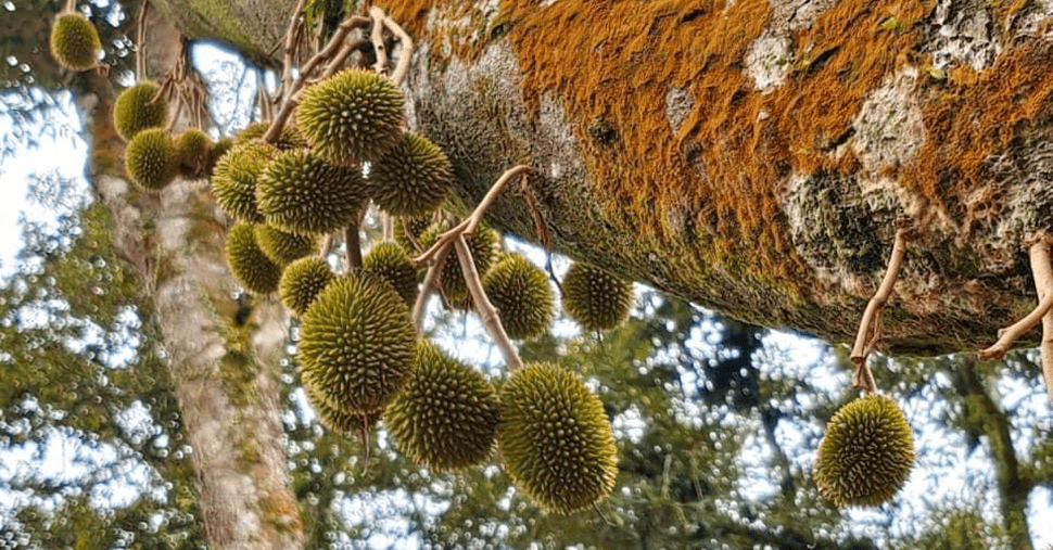 Small durians on tree