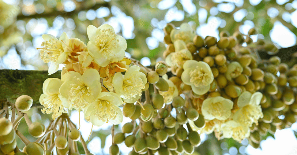 Cream color durian flower on tree